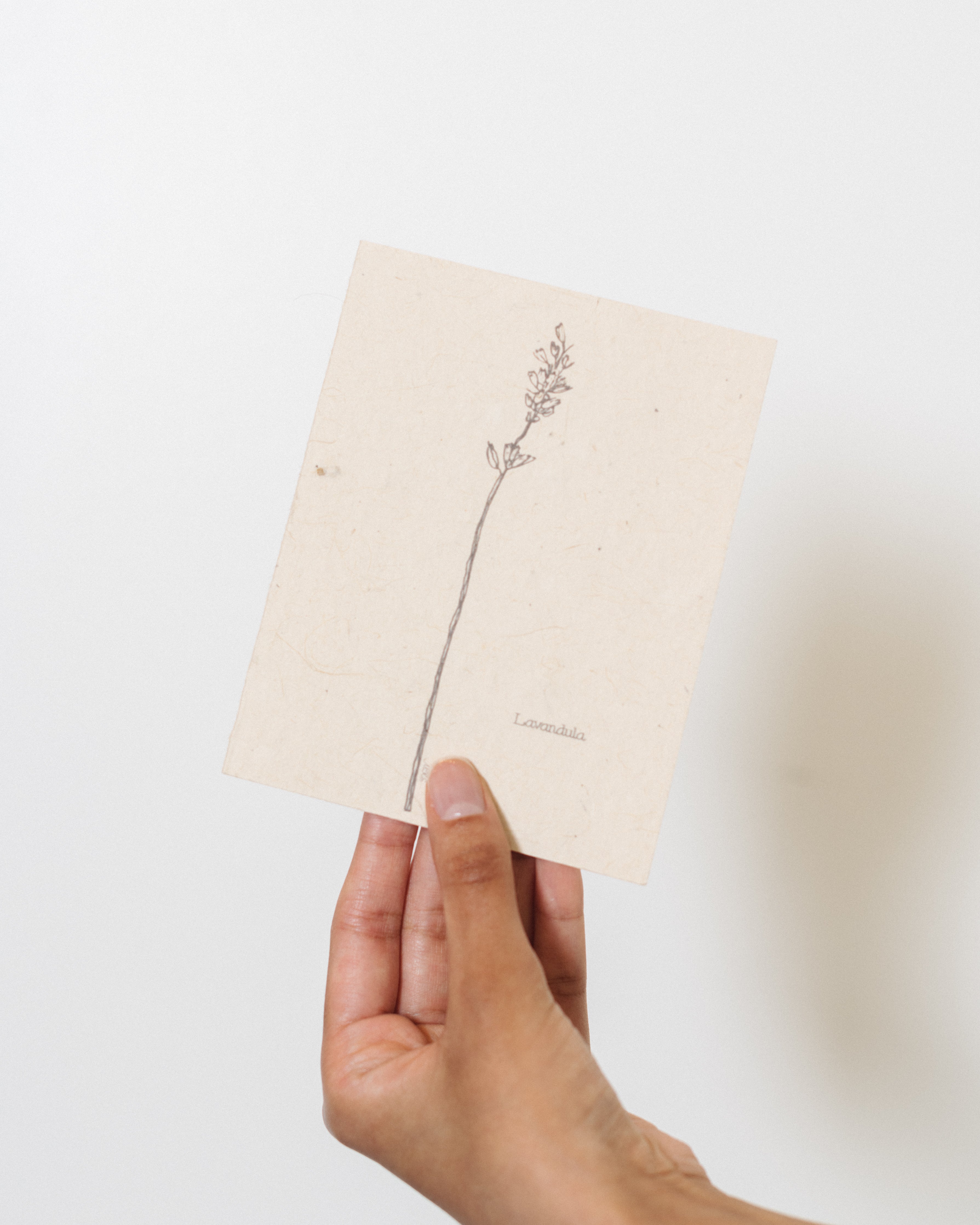 Hand holding a Marissah Kay Apothecary Flower Seed Card with lavender art at Alas Eius