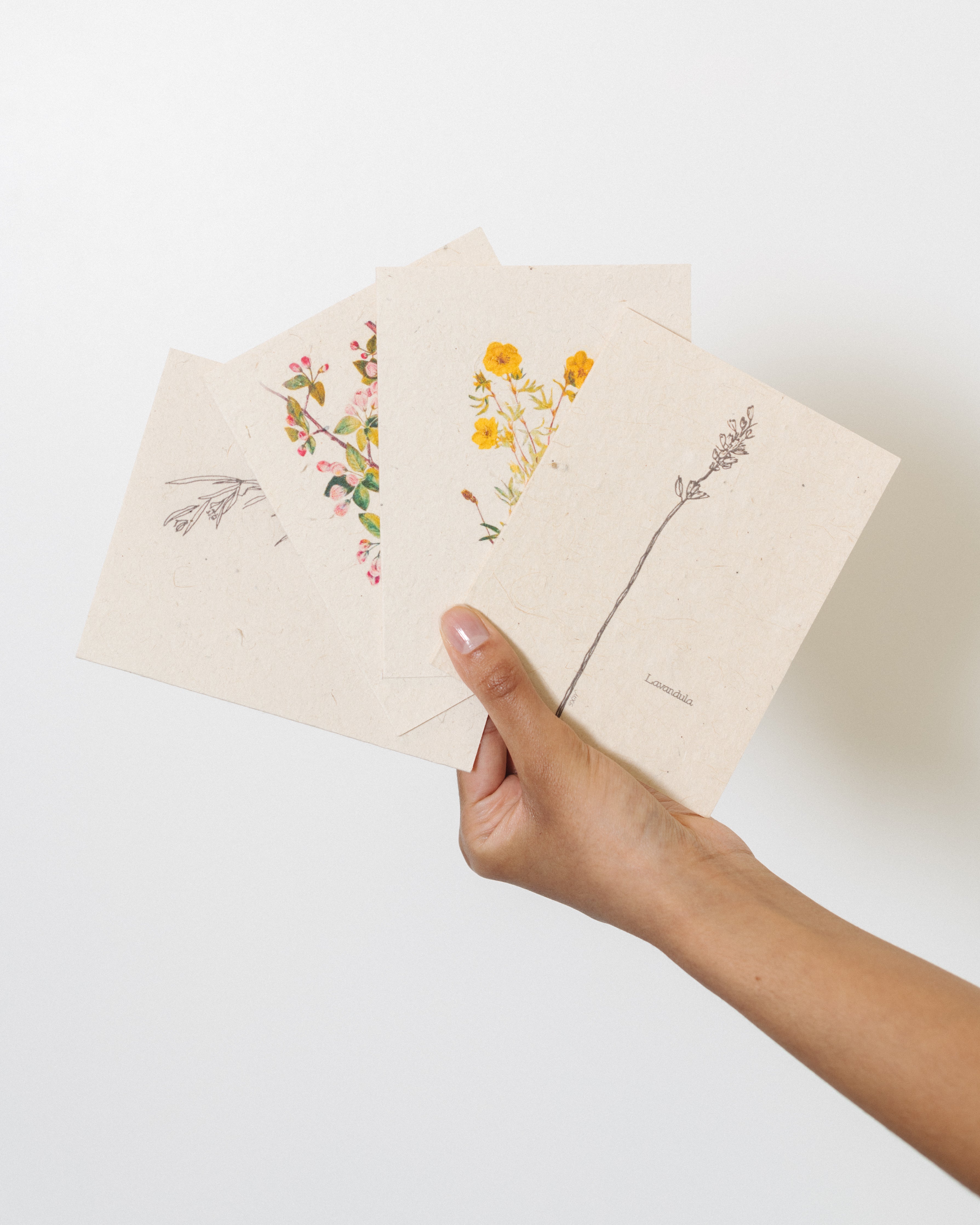 Hand holding four Marissah Kay Apothecary Flower Seed Cards with beautiful flower art at Alas Eius