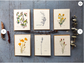 Wildflower Seed Cards Pack of 6